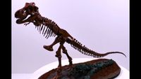 Tyrannosaurus Rex Skelett